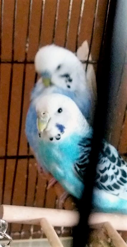 becco azzurro cocorita